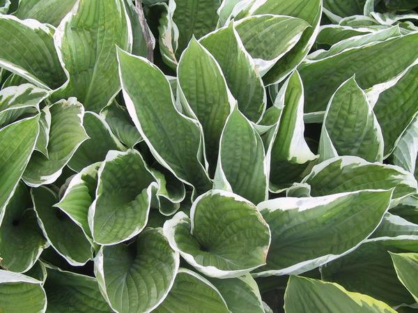 Hosta Fortunei Francee - View 13 from www redcrocus com