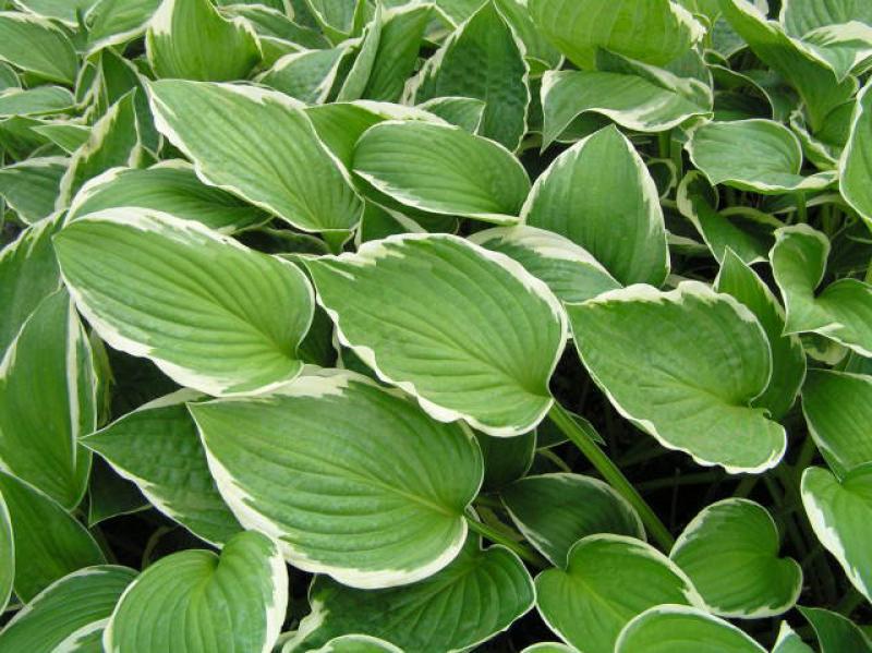Hosta Fortunei Francee - View 16 from www redcrocus com