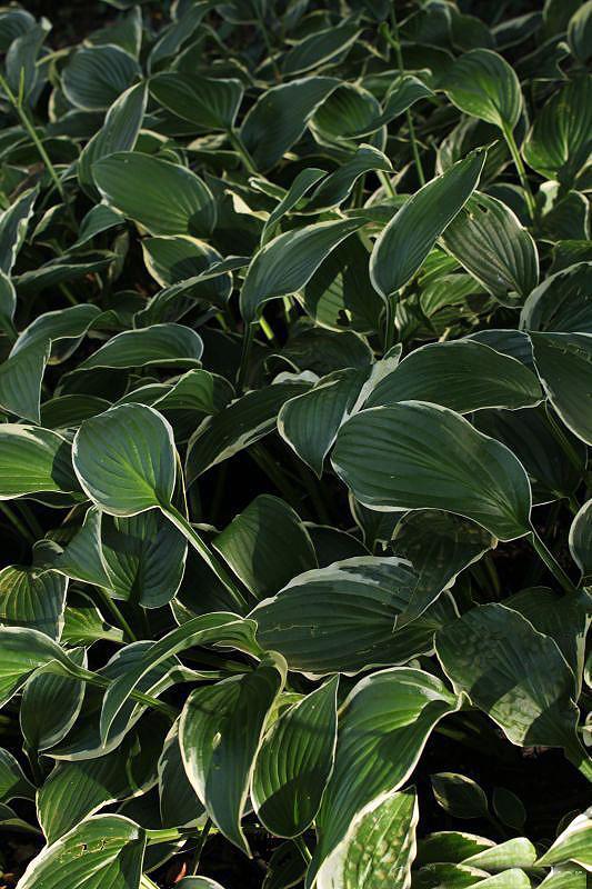 Hosta Fortunei Francee - View 19 from www redcrocus com