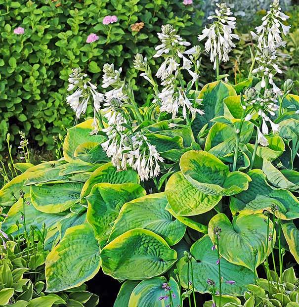 Hosta Sieboldiana Frances Williams - View 10 from www redcrocus com