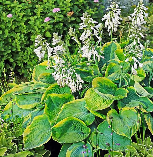 Hosta Sieboldiana Frances Williams - View 10 from www redcrocus com