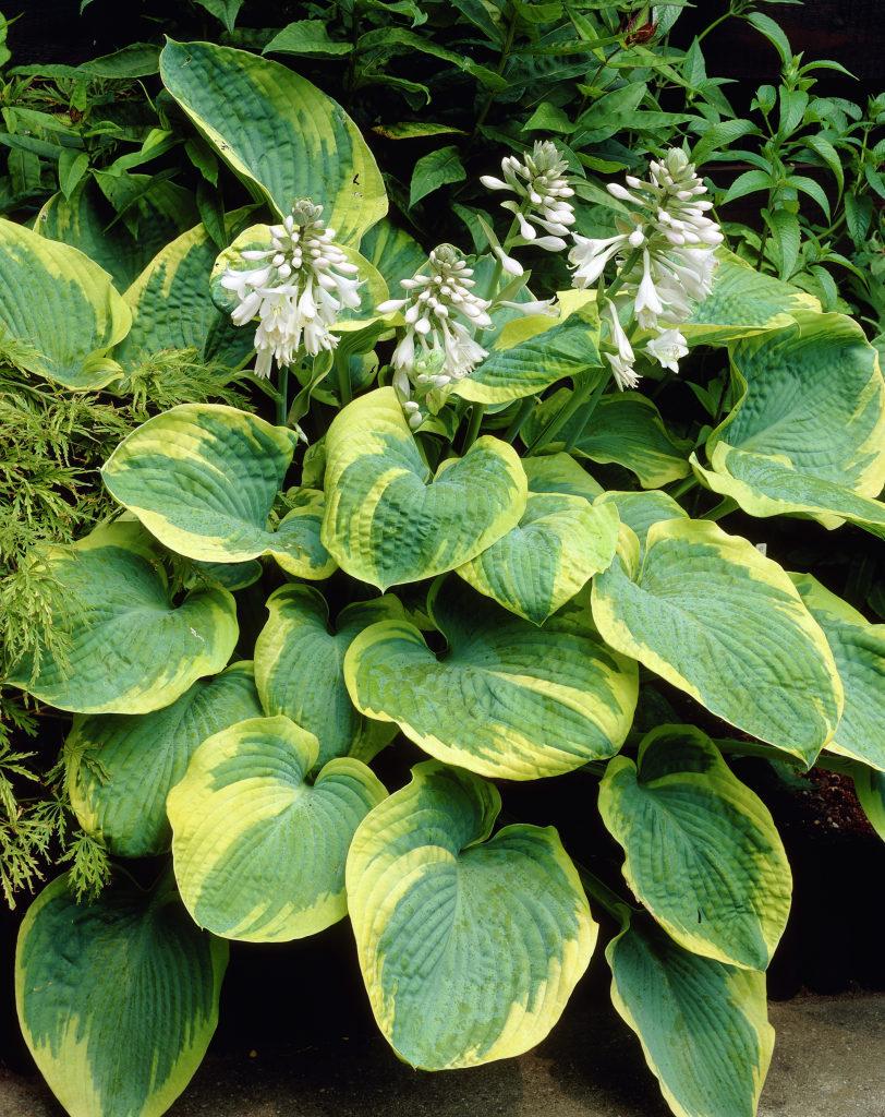 Hosta Sieboldiana Frances Williams - View 11 from www redcrocus com