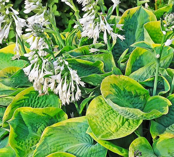 Hosta Sieboldiana Frances Williams - View 12 from www redcrocus com