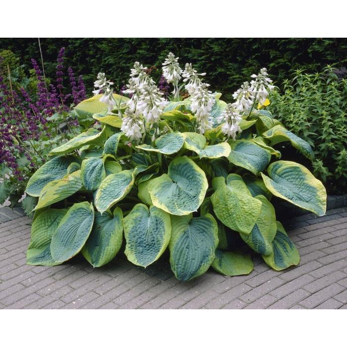 Hosta Sieboldiana Frances Williams - View 13 from www redcrocus com