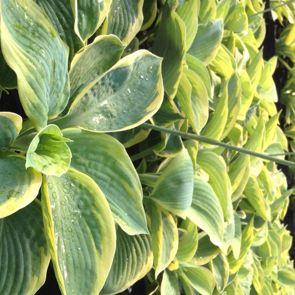 Hosta Sieboldiana Frances Williams - View 14 from www redcrocus com