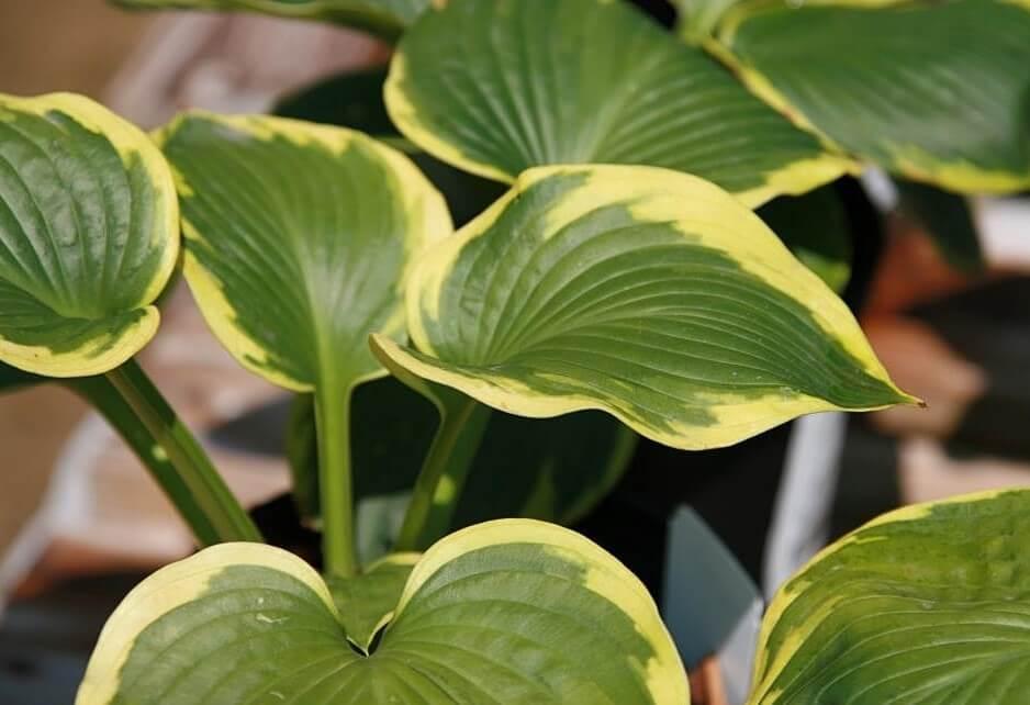 Hosta Sieboldiana Frances Williams - View 16 from www redcrocus com
