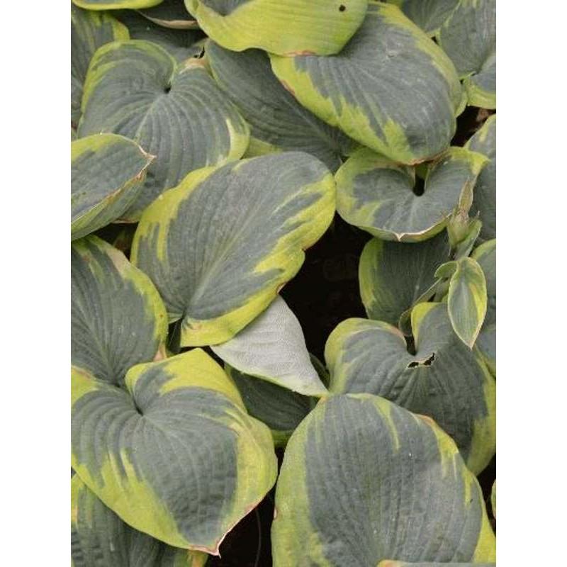 Hosta Sieboldiana Frances Williams - View 17 from www redcrocus com