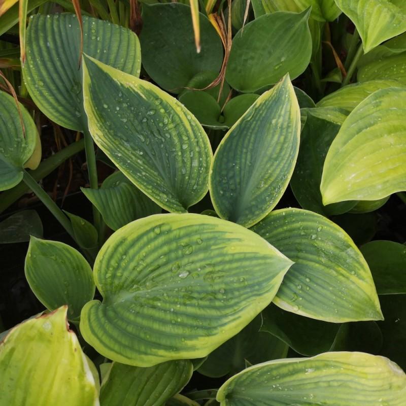 Hosta Sieboldiana Frances Williams - View 19 from www redcrocus com