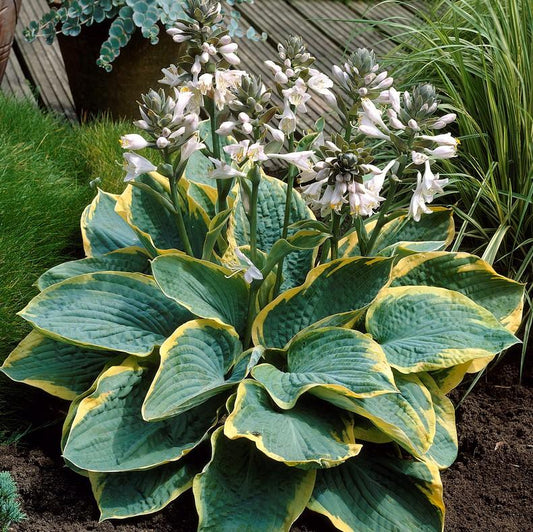Hosta Sieboldiana Frances Williams - View 1 from www redcrocus com