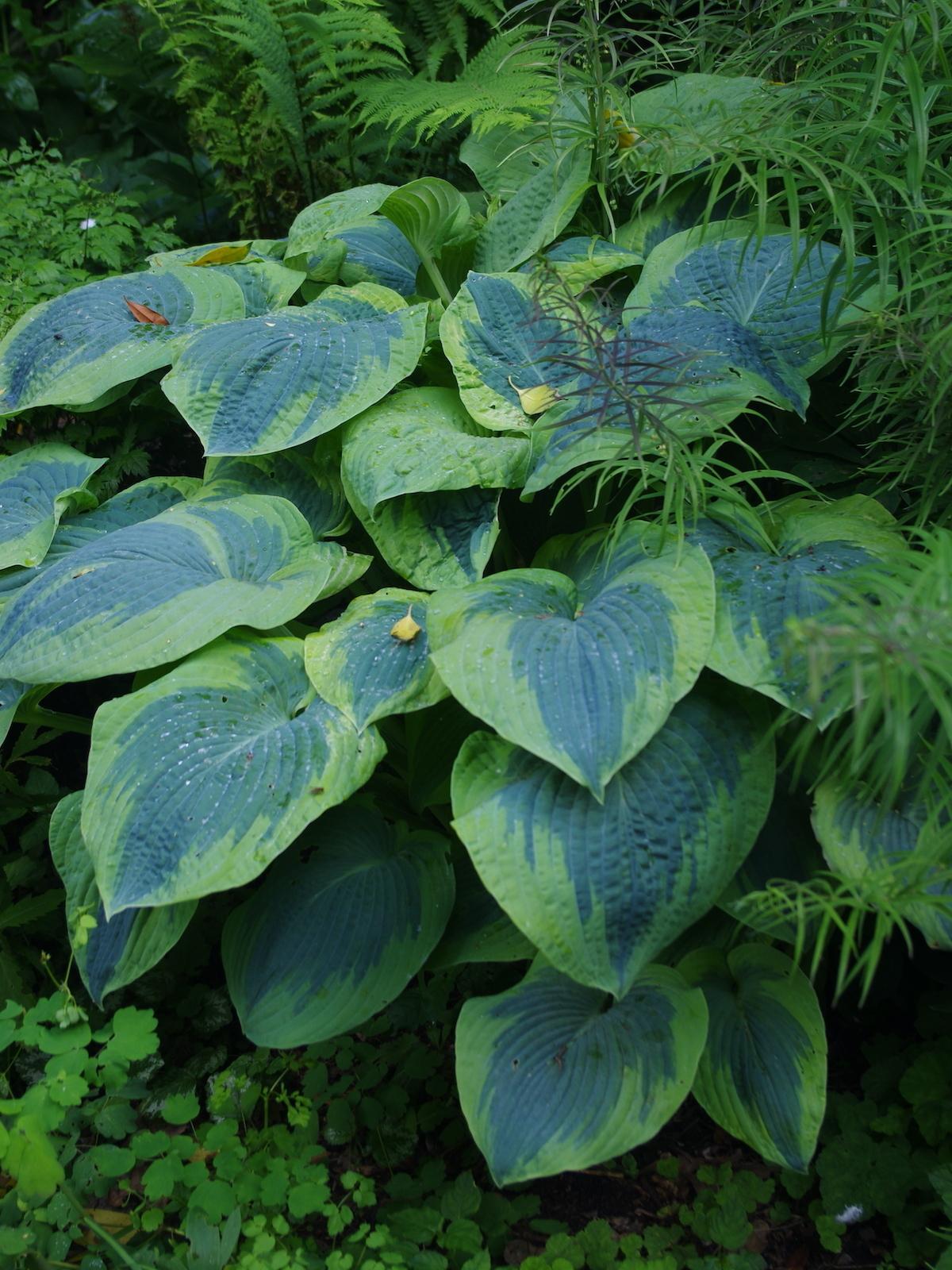Hosta Sieboldiana Frances Williams - View 2 from www redcrocus com