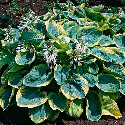 Hosta Sieboldiana Frances Williams - View 3 from www redcrocus com