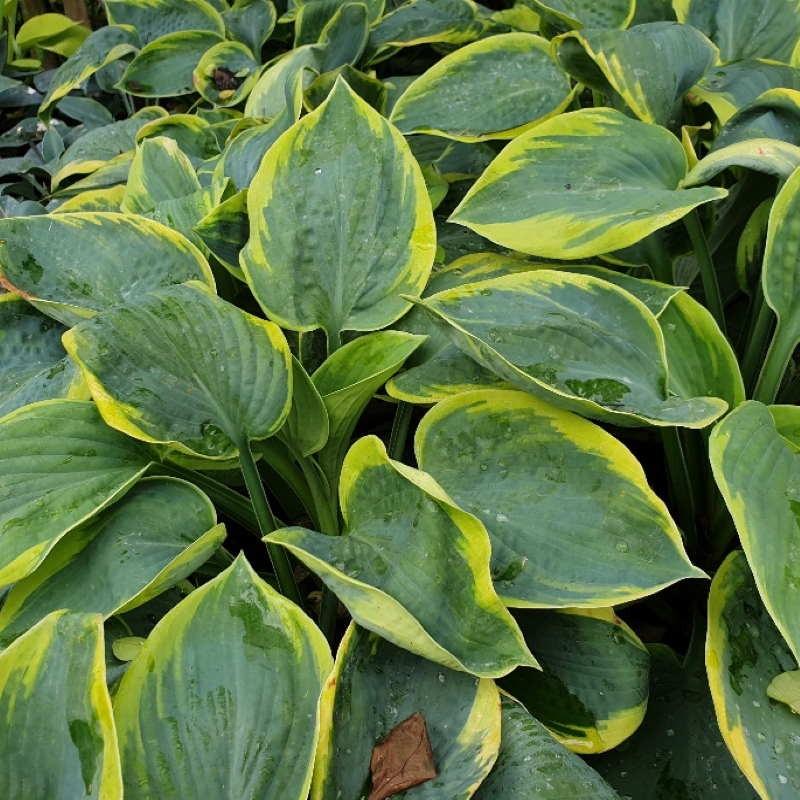 Hosta Sieboldiana Frances Williams - View 4 from www redcrocus com