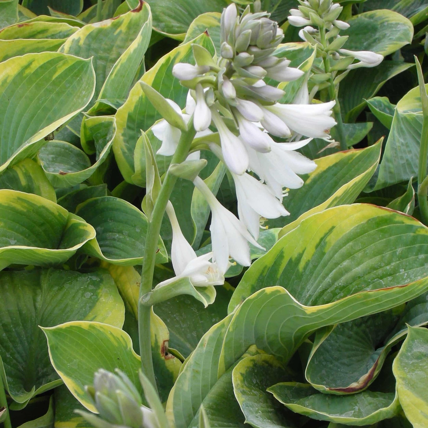 Hosta Sieboldiana Frances Williams - View 6 from www redcrocus com