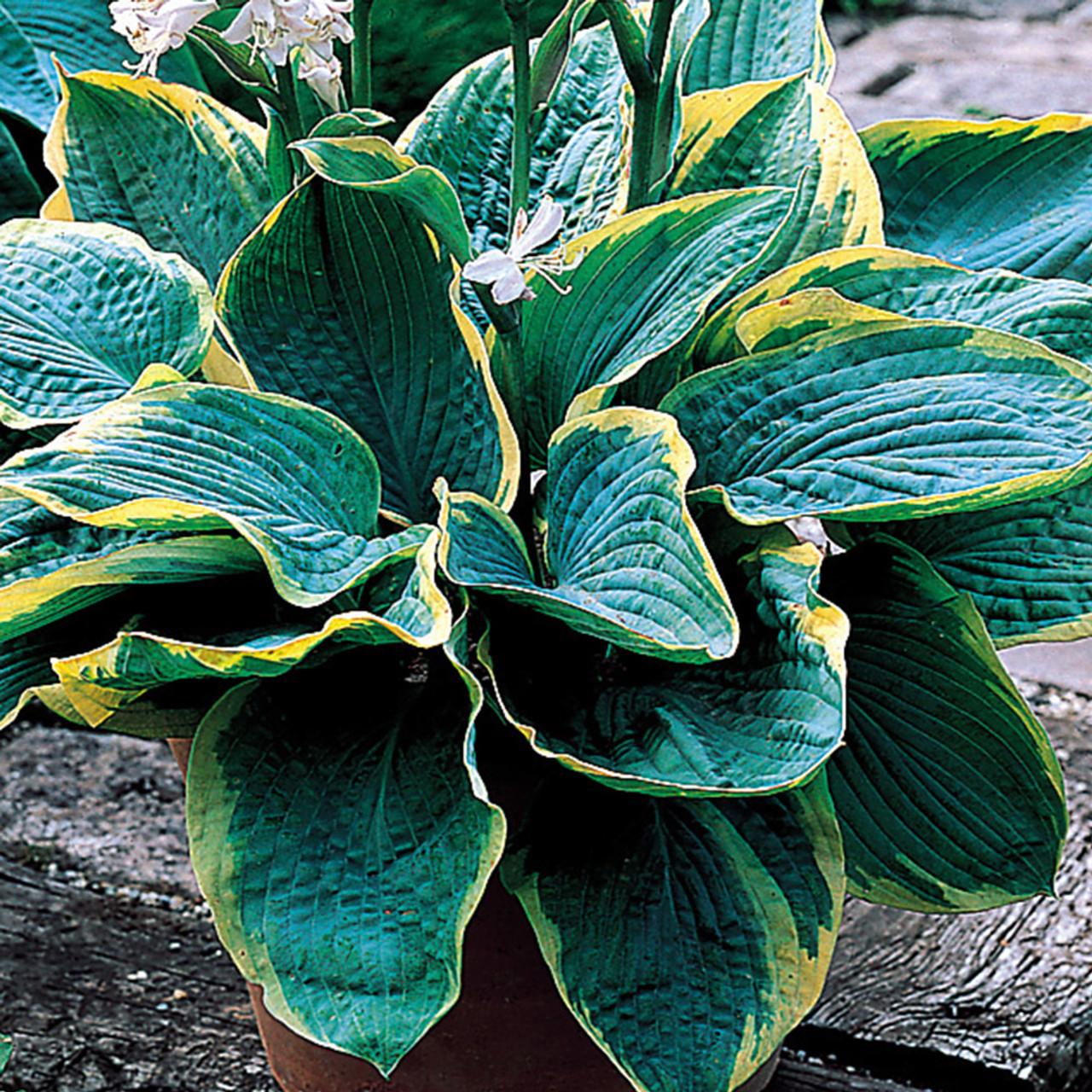 Hosta Sieboldiana Frances Williams - View 7 from www redcrocus com