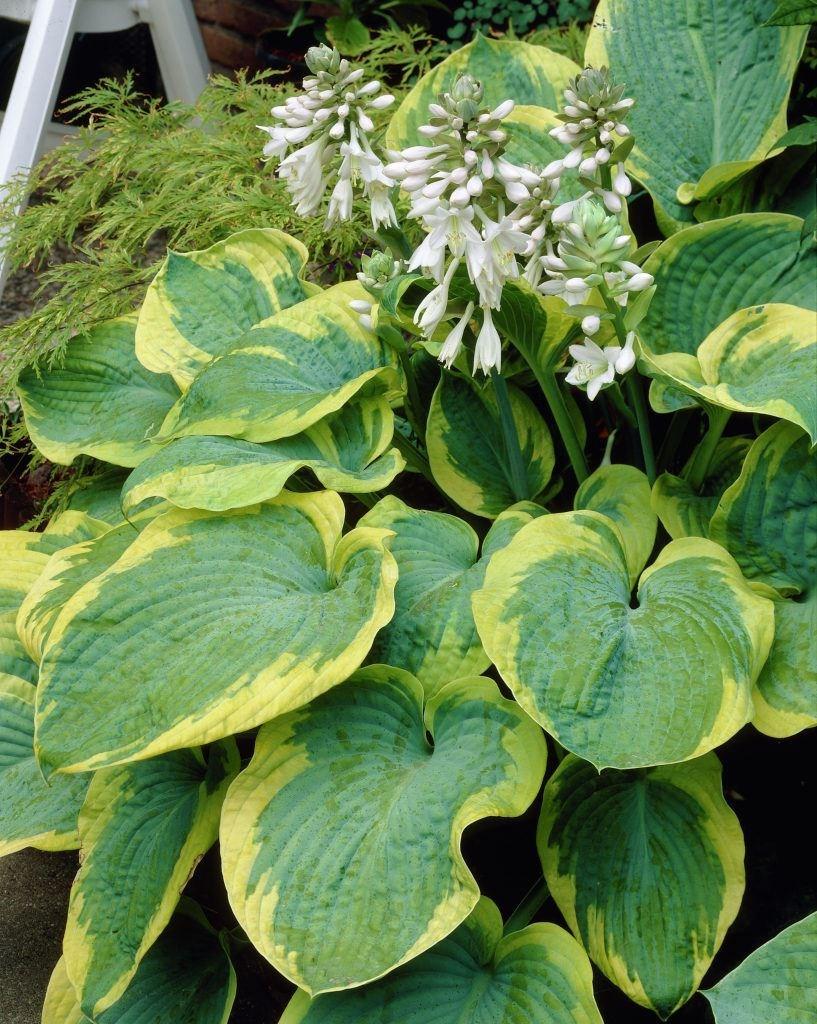 Hosta Sieboldiana Frances Williams - View 8 from www redcrocus com