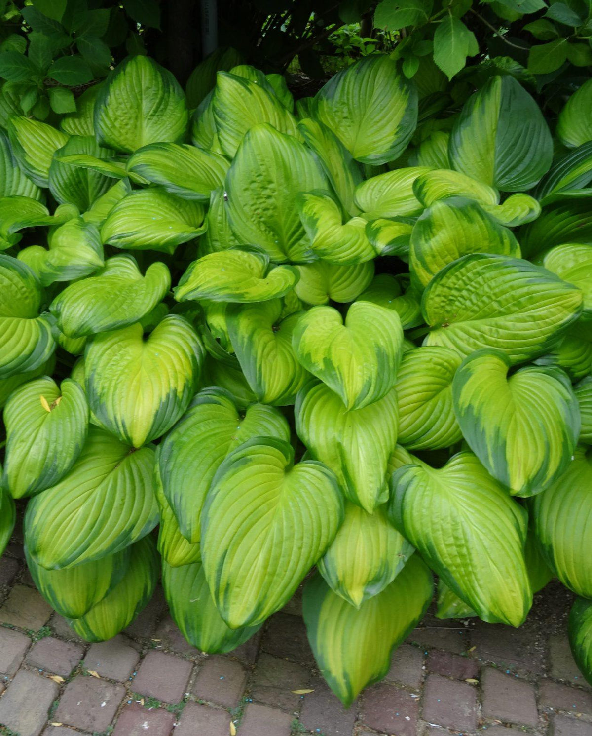 Hosta X Guacamole - View 10 from www redcrocus com