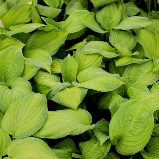 Hosta X Guacamole - View 14 from www redcrocus com