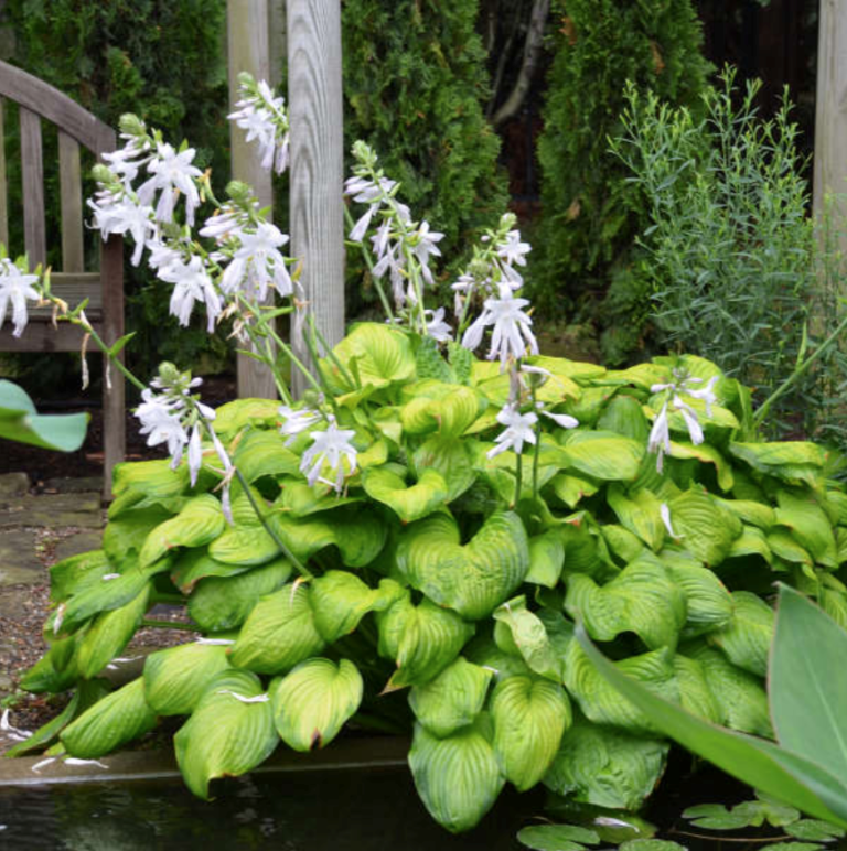 Hosta X Guacamole - View 1 from www redcrocus com