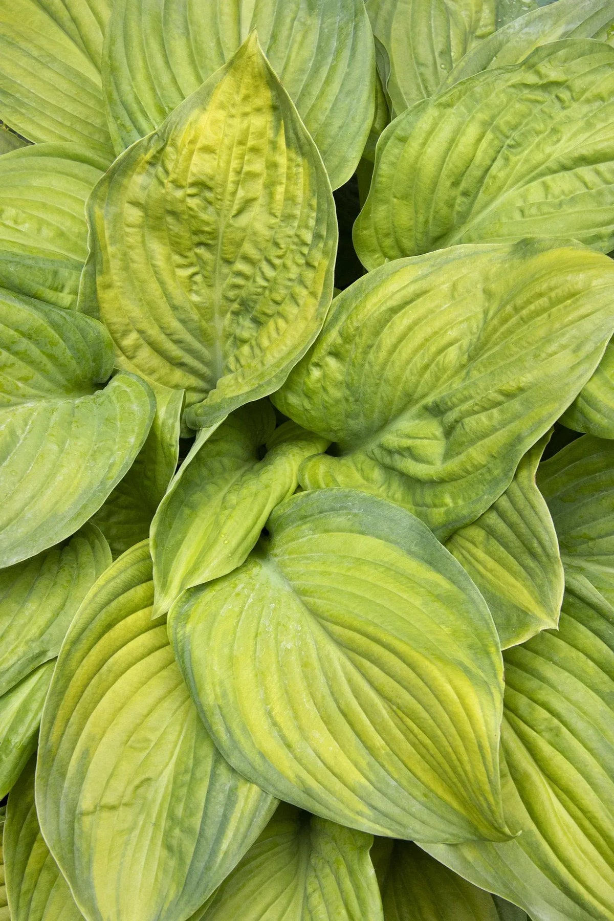 Hosta X Guacamole - View 4 from www redcrocus com