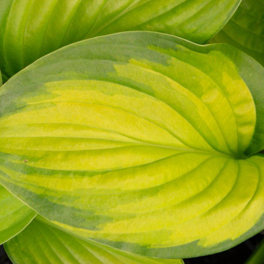 Hosta X Guacamole - View 5 from www redcrocus com