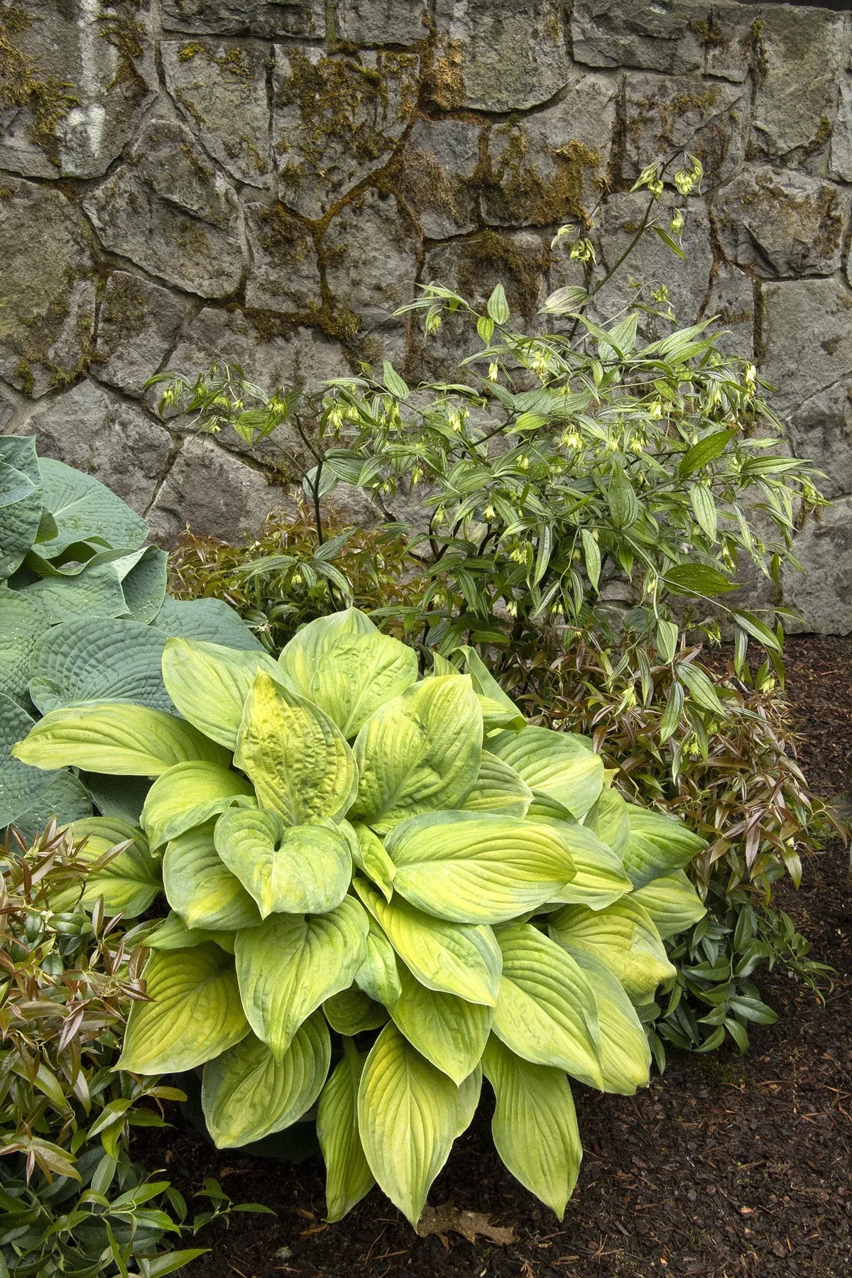 Hosta X Guacamole - View 6 from www redcrocus com