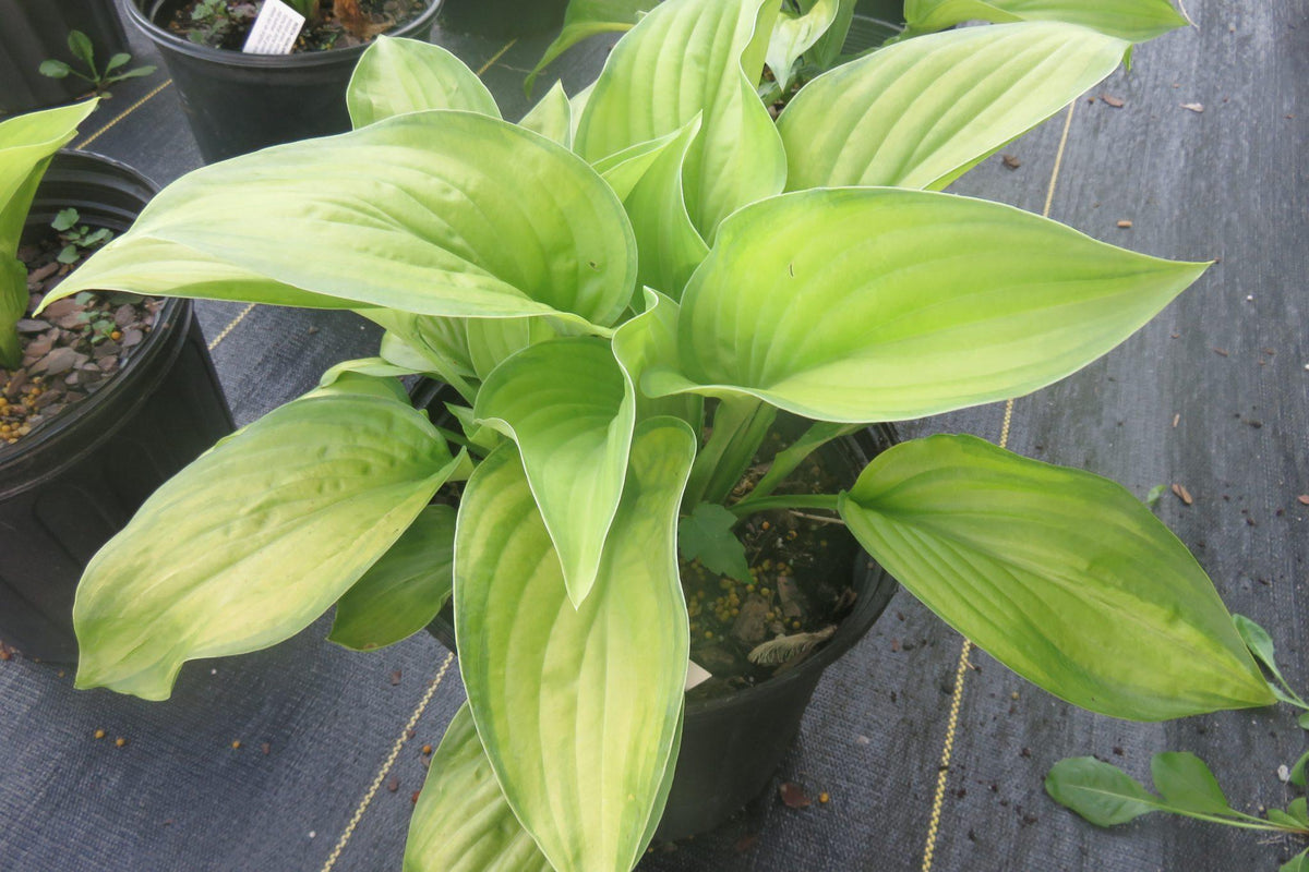 Hosta X Guacamole - View 9 from www redcrocus com