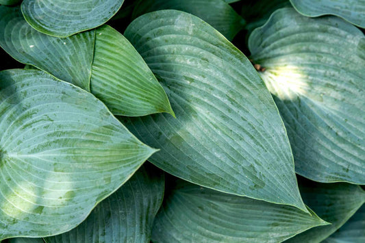 Hosta X Halcyon - View 11 from www redcrocus com