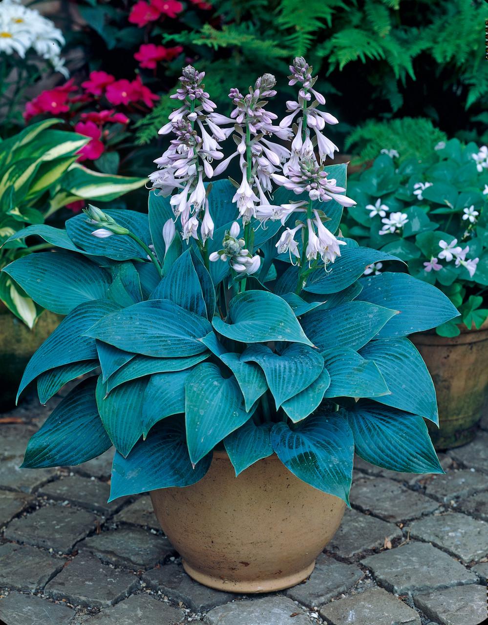 Hosta X Halcyon - View 12 from www redcrocus com