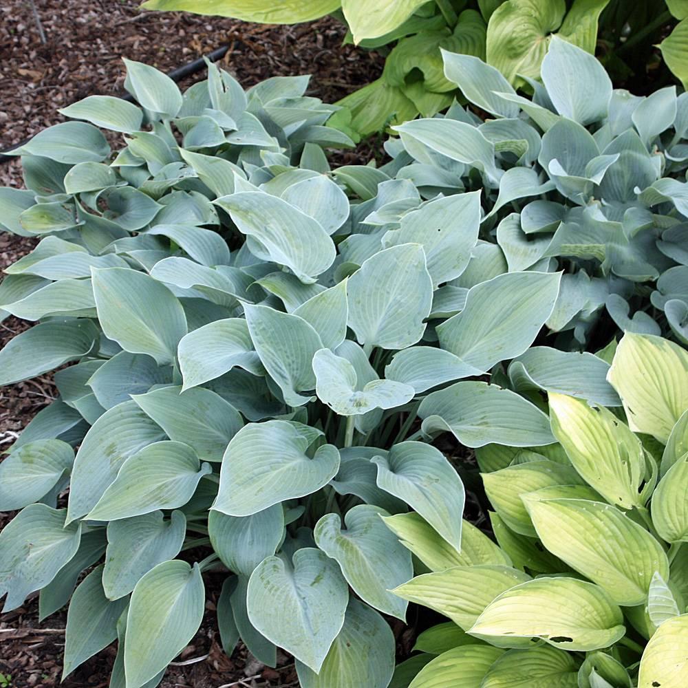 Hosta X Halcyon - View 13 from www redcrocus com