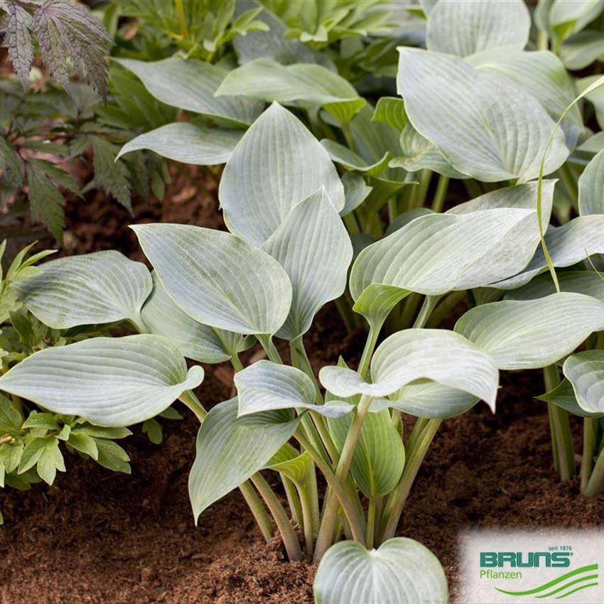 Hosta X Halcyon - View 1 from www redcrocus com