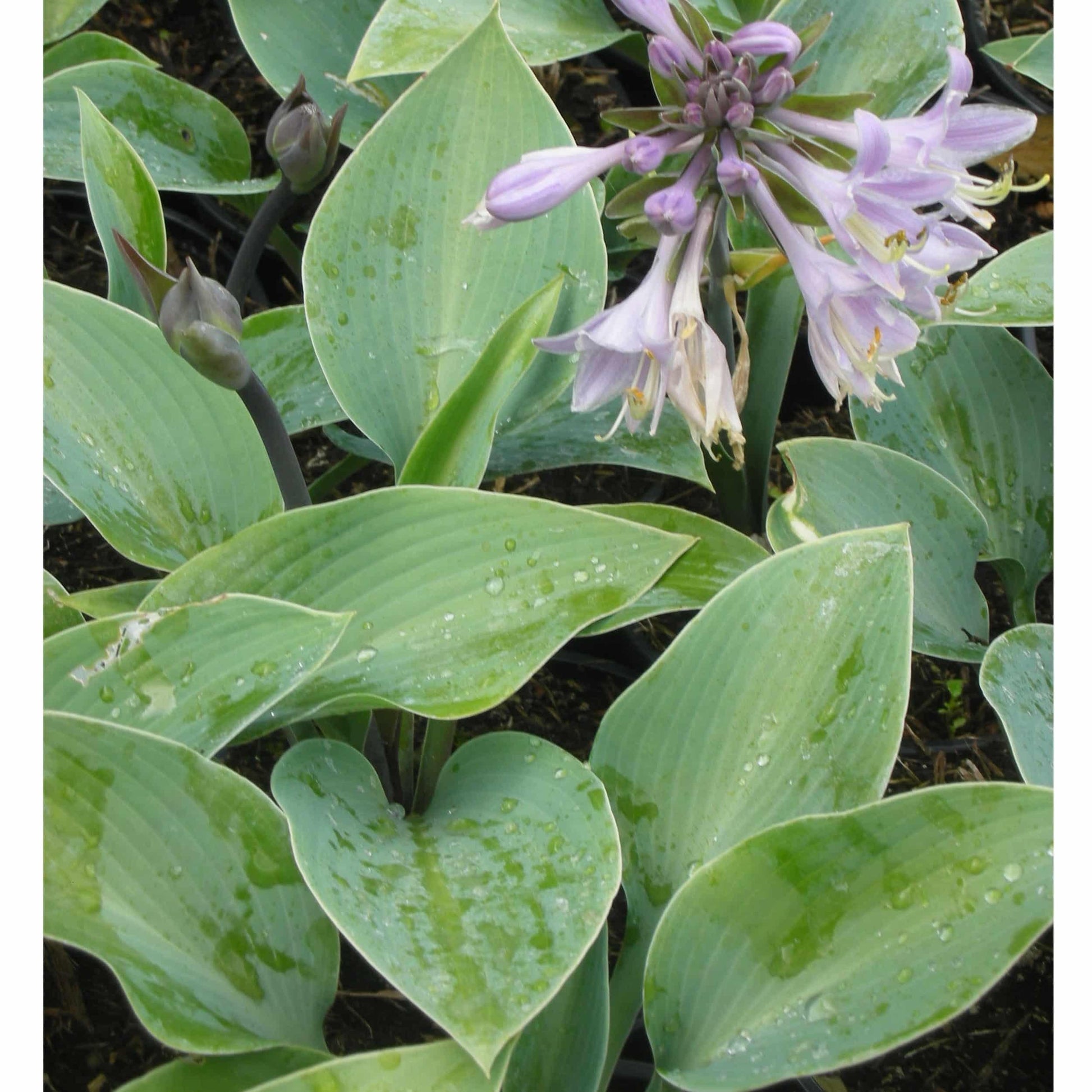 Hosta X Halcyon - View 8 from www redcrocus com