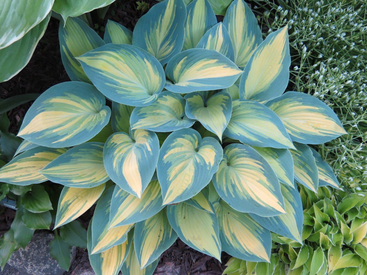 Hosta X June - View 10 from www redcrocus com