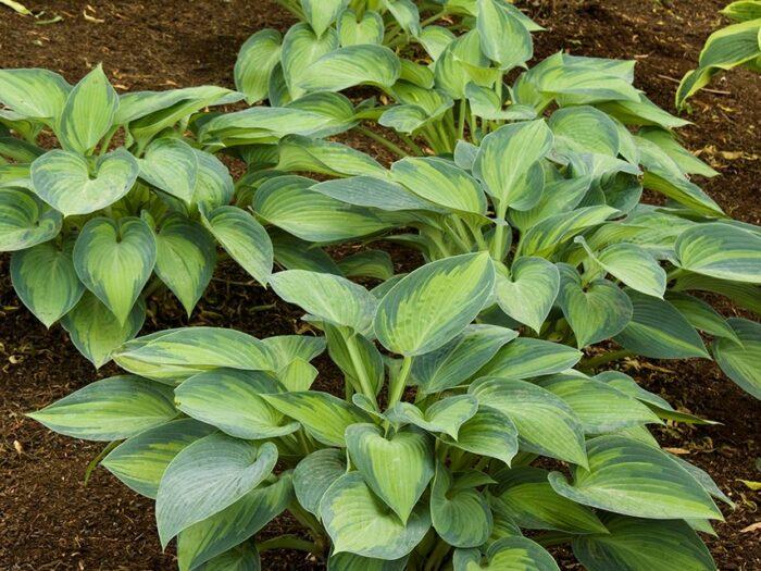 Hosta X June - View 14 from www redcrocus com
