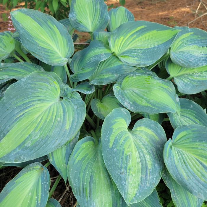 Hosta X June - View 1 from www redcrocus com