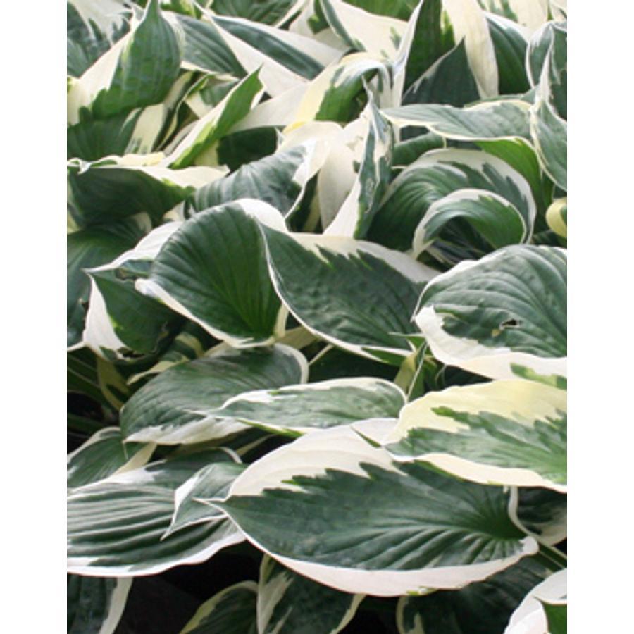 Hosta Fortunei Minuteman - View 10 from www redcrocus com