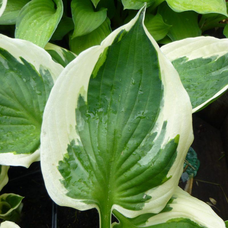 Hosta Fortunei Minuteman - View 12 from www redcrocus com