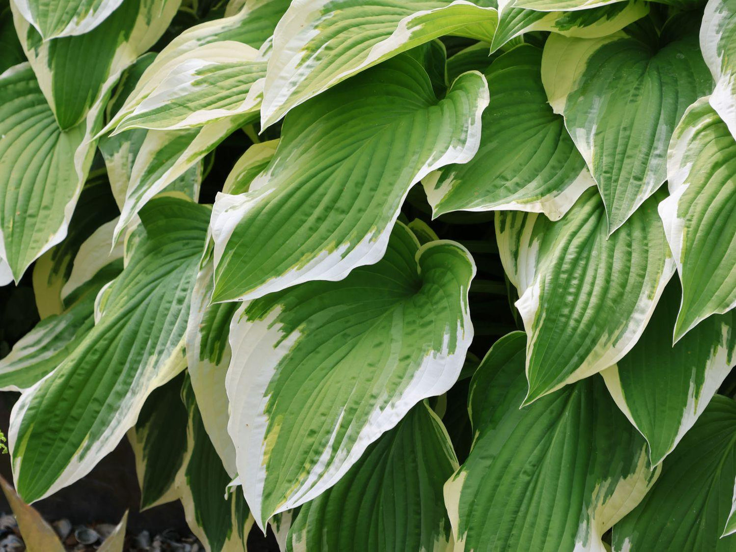 Hosta Fortunei Minuteman - View 18 from www redcrocus com