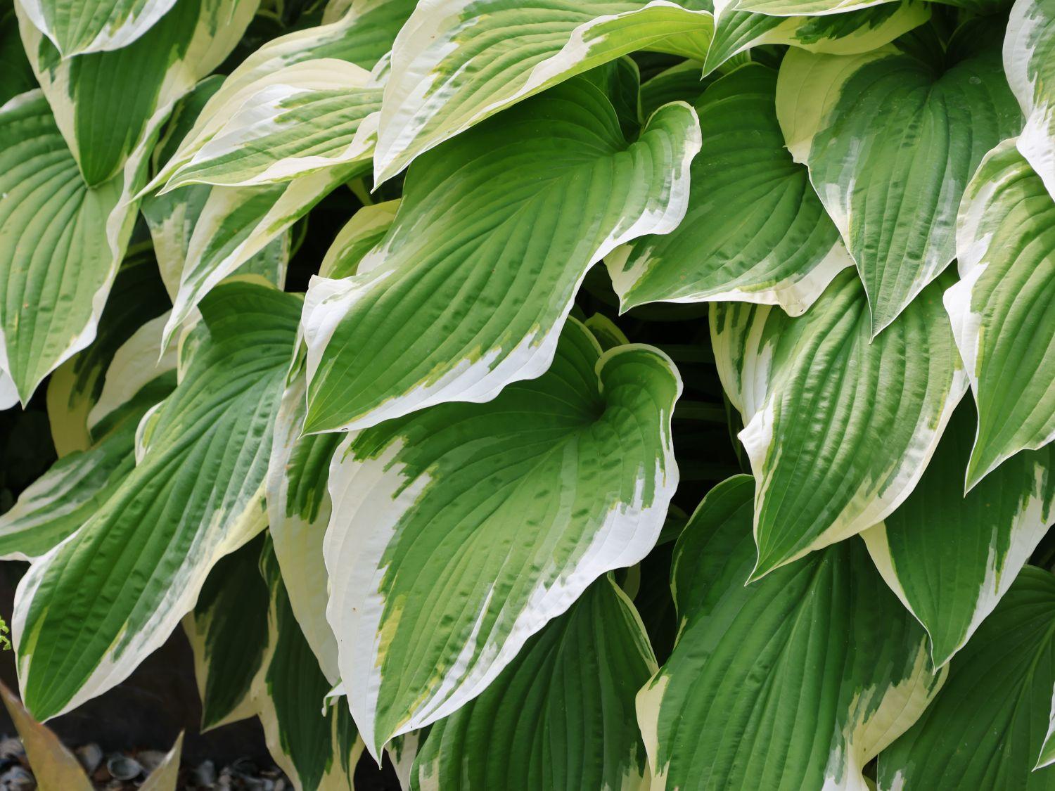 Hosta Fortunei Minuteman - View 18 from www redcrocus com