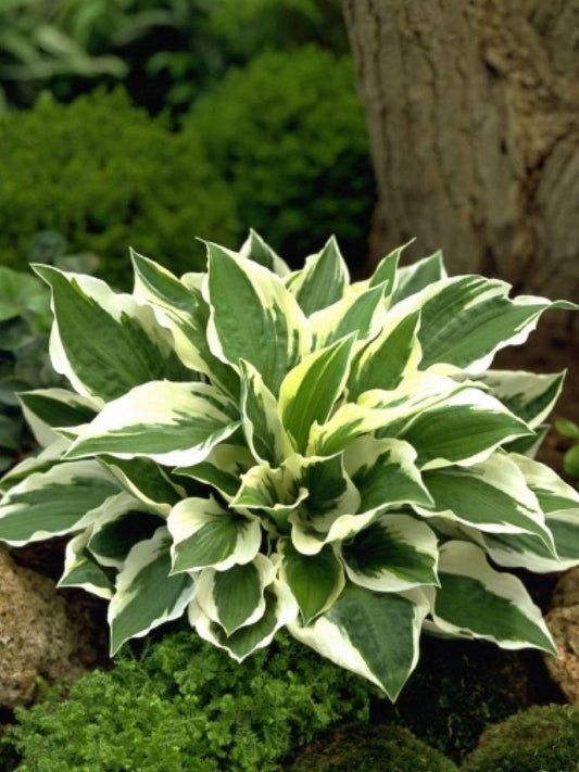 Hosta Fortunei Patriot - View 10 from www redcrocus com