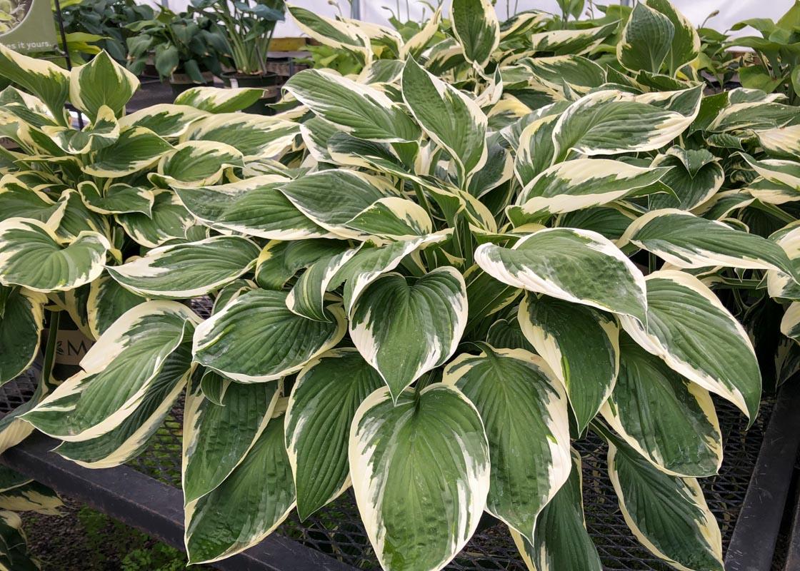 Hosta Fortunei Patriot - View 15 from www redcrocus com