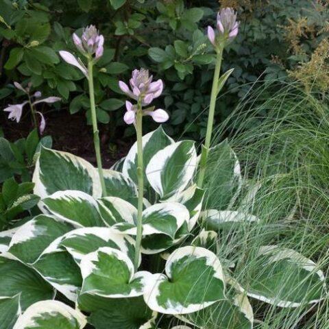 Hosta Fortunei Patriot - View 16 from www redcrocus com