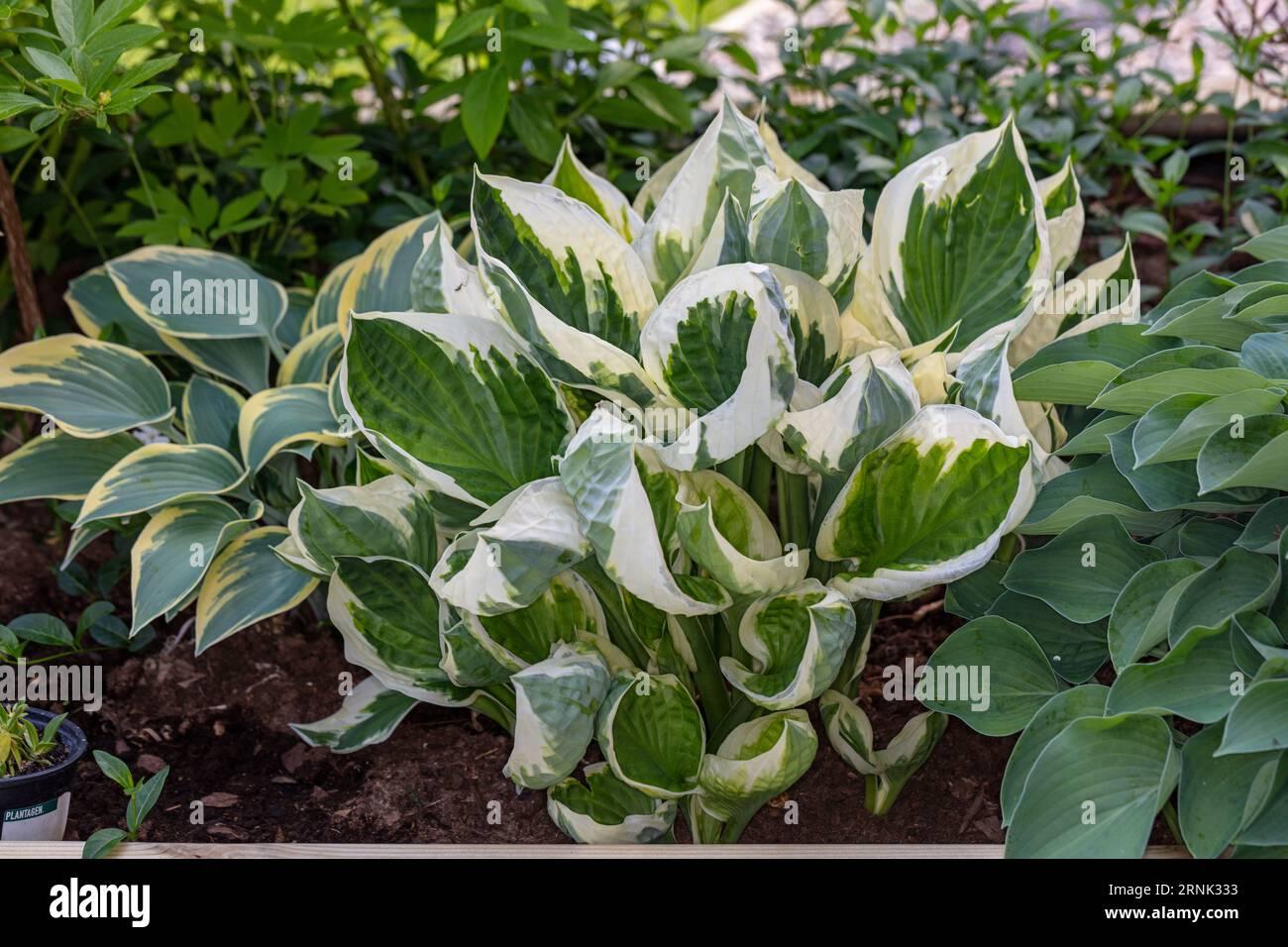 Hosta Fortunei Patriot - View 7 from www redcrocus com