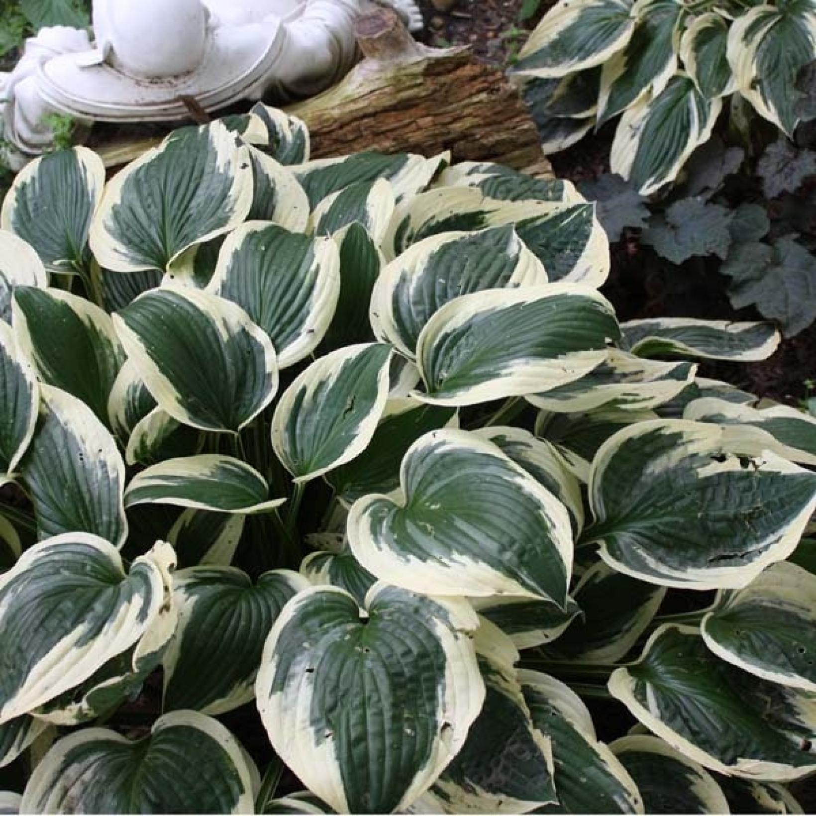 Hosta Fortunei Patriot - View 9 from www redcrocus com