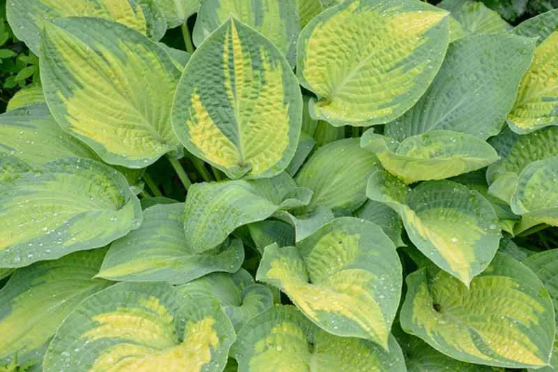 Hosta Sieboldiana X Paul S Glory - View 11 from www redcrocus com