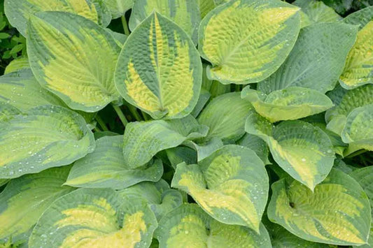Hosta Sieboldiana X Paul S Glory - View 11 from www redcrocus com