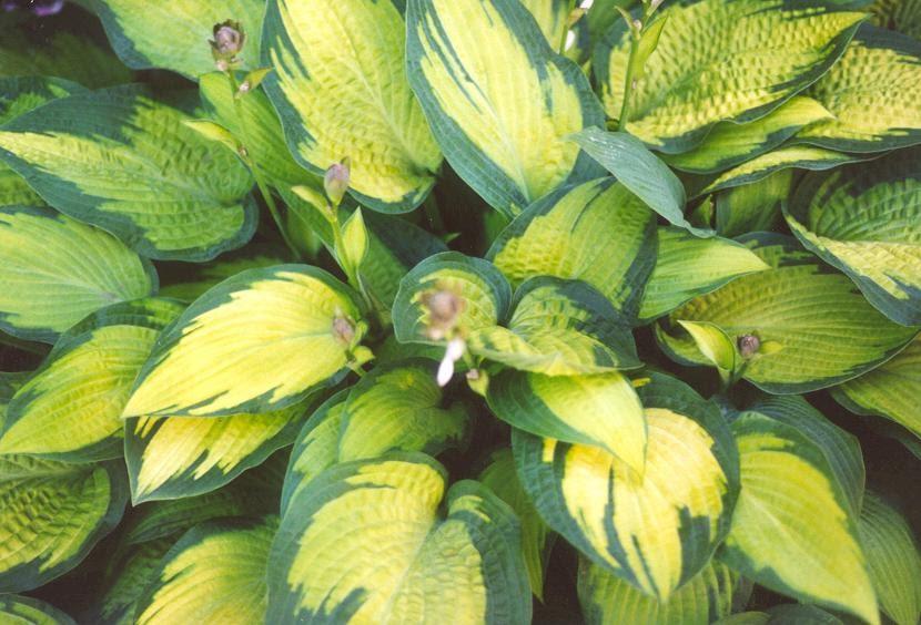 Hosta Sieboldiana X Paul S Glory - View 12 from www redcrocus com