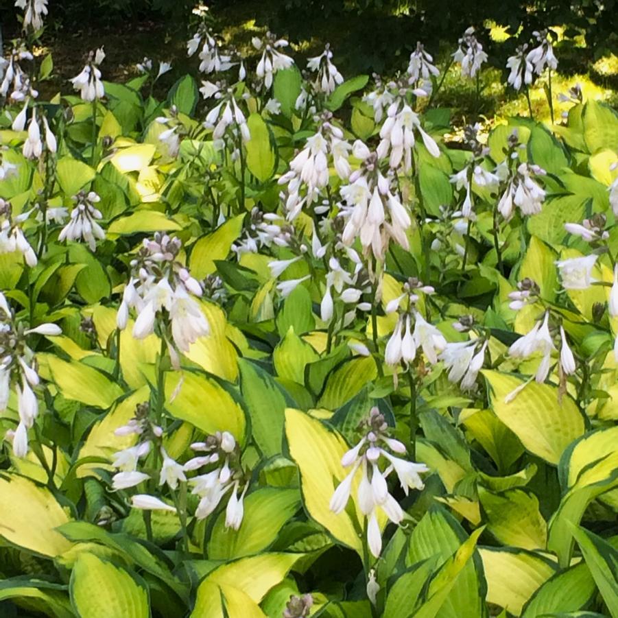 Hosta Sieboldiana X Paul S Glory - View 13 from www redcrocus com