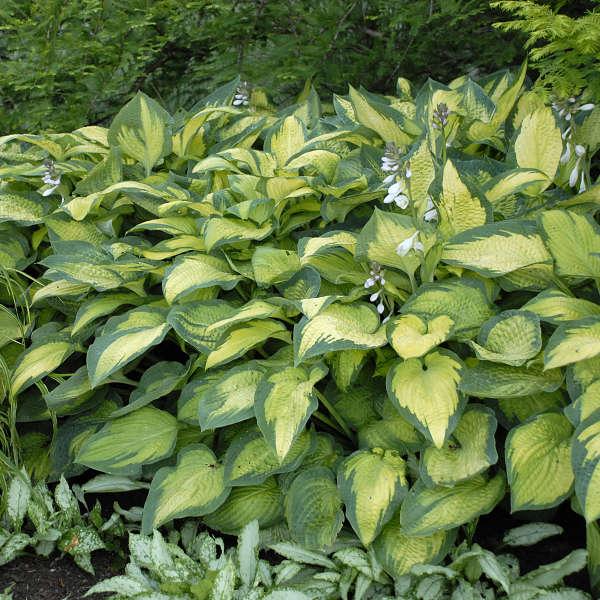 Hosta Sieboldiana X Paul S Glory - View 14 from www redcrocus com