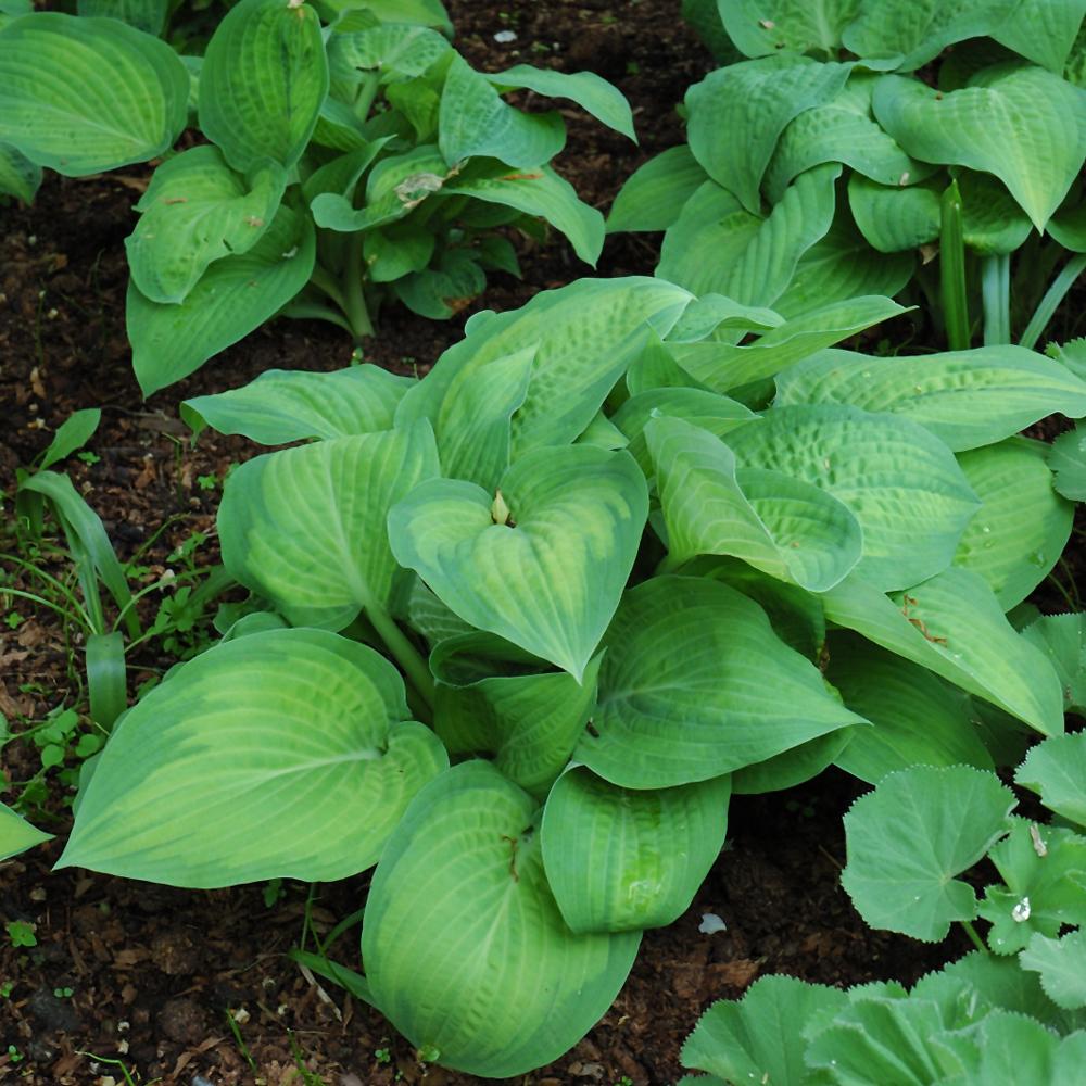 Hosta Sieboldiana X Paul S Glory - View 4 from www redcrocus com