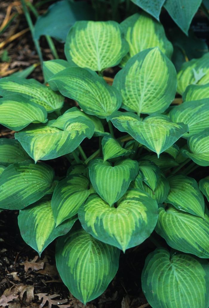 Hosta Sieboldiana X Paul S Glory - View 6 from www redcrocus com